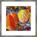 Fall Leaves Framed Print