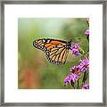 Fall Monarch 2016-10 Framed Print