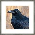 Fall Raven Framed Print