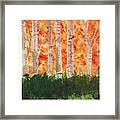 Fall Trees Framed Print