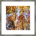 Fall Woods Framed Print