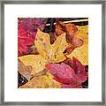 Fallen Leaves Framed Print