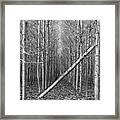 Fallen Tree Framed Print