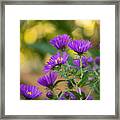 Falling For Asters Framed Print