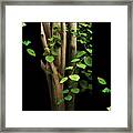 Falling For Spring Framed Print