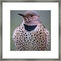 Fat And Happy Flicker Framed Print