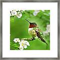 Fauna And Flora Hummingbird Square Framed Print