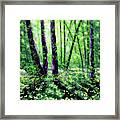 Fawn Lilies In Dappled Sunlight Framed Print