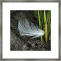 Feather And Beach Grass Framed Print