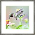 Feathered Fancy Framed Print
