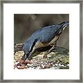 Feeding Nuthatch Framed Print