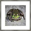Feeling Froggy Framed Print