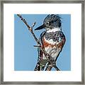 Female Belted Kingfisher Framed Print