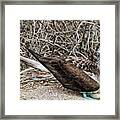 Female Blue-footed Booby Nesting Framed Print