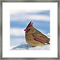 Female Cardinal In Snow Framed Print