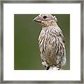 Female House Finch Watching Framed Print