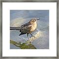 Female Mexican Grackle Framed Print