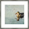 Female Northern Shoveler Duck Facing The Light Framed Print