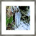 Fern And Icicles Framed Print