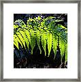 Fern And Sunshine Framed Print