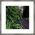 Fern Path Framed Print