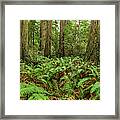 Ferns And Redwoods Panorama Framed Print