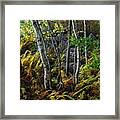 Ferns Birches And Boulders 1 Framed Print