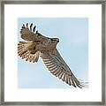 Ferruginous Flight Framed Print