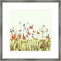 Field Of Coral Poppies Framed Print