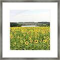 Field Of Sunshine Framed Print