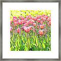 Field Of Tulips Framed Print