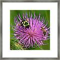 Field Thistle Dff0017 Framed Print