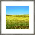 Fields Of Blue And Gold Framed Print