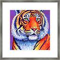 Fiery Beauty - Colorful Bengal Tiger Framed Print