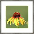 Fiesta Coneflower Framed Print