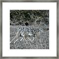 Fight Over Dinner Framed Print