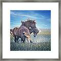 Fighting Mustangs On The Outer Banks Framed Print