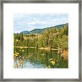Fir Trees And Birch Leaves At Lake Shannon Framed Print