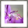 Fireweed Close Up Framed Print