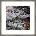 First Frost Framed Print