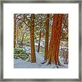 Pine Trees In Snow Framed Print