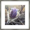 First Spring Prairie Crocus Flower Framed Print