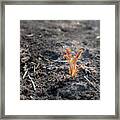 First Sprouts In Spring Framed Print