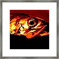 Fish 2 Framed Print