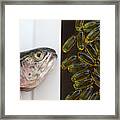Fish Oils From Oily Fish Or Capsules Framed Print