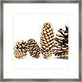 Family - Five Different Pine Cones Standing In Row Framed Print