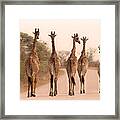 Five Giraffes On The Road Framed Print