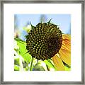 Five Sunflower Petals Framed Print