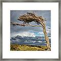 Flag Tree Framed Print