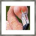 Flamingo Portrait Framed Print